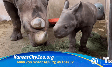 Conoce a Zumi, la bebé rinoceronte del Kansas City Zoo