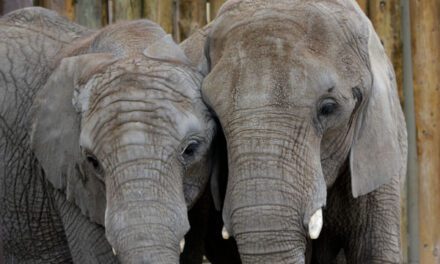 Kansas City Zoo & Aquarium da la bienvenida a dos elefantes africanos